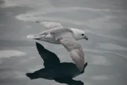 Möve