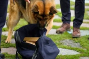 Rex (DIESEL VOM BURGIMWALD) takes an interest in the mail.