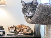 Daisy and Henry the cats inside the home.