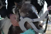 Lily the Donkey.