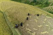 Die ganze Familie hilft bei der Ernte auf den Reisterrassen.