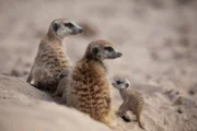 Erdmännchen Die Verwendung des sendungsbezogenen Materials ist nur mit dem Hinweis und Verlinkung auf RTL+ gestattet.