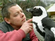 Peter Vollbracht betreut die Pinguine. Pinguin Sandy hat seinen Pfleger besonders ins Herz geschlossen.
