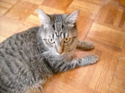 Olive the cat inside the house.