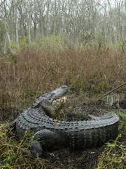 Warden Hall trying to move alligator along, alligator looking back at him with open mouth.