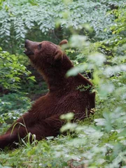 Bears playing in the forest.