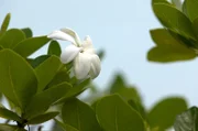 Die Tiaré-Blume – das wohlriechende Wahrzeichen Polynesiens