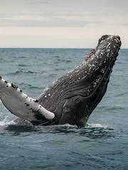 Humpback whale.