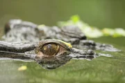 Ein Salzwasser-Krokodil.