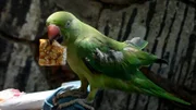 An Indian homeless physically challenged woman gestures towards her pet parrot on a roadside in Chennai.
