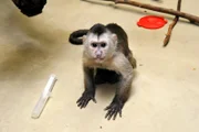 Kapuzineräffchen Sina ist engen menschlichen Kontakt gewöhnt. Bereits kurz nach ihrer Geburt wurde sie von den Tierpflegern im Halbaffenhaus mit der Flasche groß gezogen.