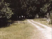 Untersuchung eines Mordes in der Nähe des Waldeingangs.