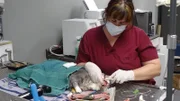 Oliver on the operating table.