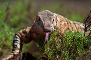 Der Riesenwaran ist die größte Echse in den australischen Wüsten. Sie kann bis zu 1,70 m lang werden und versorgt sich mit Wasser, indem sie andere Echsen frisst.