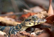 PHOENIX TIEF IM REGENWALD TEIL 1, "Im Bann des Kaimans", Ein junger Schwarzer Kaiman