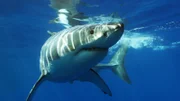 Bei der Auswahl ihrer Jagdgründe folgen besonders ältere Weiße Haie einem klaren geografischen Muster. Junge Haie zeigen eine breitere Streuung und haben seltener Jagderfolg als ältere Tiere.
