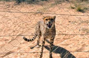 ARD/SWR DAS WAISENHAUS FÜR WILDE TIERE FOLGE 24, "Abenteuer Afrika", SWR Dokuserie mit 40 Folgen, deren Schauplatz die Tierrettungsstation "Harnas" am Rand der afrikanischen Kalahari-Wüste ist. Ein entlaufener Gepard muss eingefangen werden.
