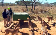 Die Geparden warten gespannt auf die Fütterung in der Tierrettungsstation "Harnas".