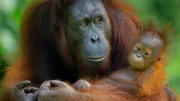 Orang Utan-Mutter mit Baby im Regenwald von Borneo.