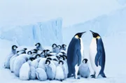 Pinguine