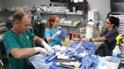 Dr. Baier, Petra und Shelly arbeiten an der Beinamputation von Nemo der Katze.