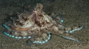 Veined Octopus AKA Coconut Octopus resting on sandy sea bottom