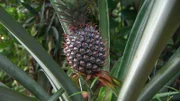 die Ananas