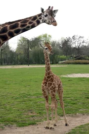 ARD/rbb PANDA, GORILLA & CO., TEIL 145, "Geschichten aus dem Zoo Berlin und dem Tierpark Berlin". Giraffenkind Susi ist da! Giraffenmutter Lotti hat ihr Kind so pünktlich auf die Welt gebracht, dass die Chefin des Afrikanums mal wieder nicht dabei war.