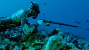 Harpunenfischen vor Rangiroa, Tuamotu-Archipel.