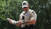 Warden Dockery prepares to release the baby alligator into the wild.