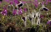 Orchidee und Küchenschelle.