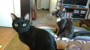 Photos of Jack the cat taken at home.