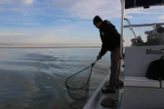 Game Warden Tommy Johnson rescuing cold-stunned sea turtles.