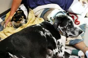 Dexter’s brother Gizmo keeps him company while they wait for Dr. Blue