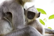Hanuman-Languren sind Pflanzenfresser, sie leben meist in Haremsgruppen zusammen.
