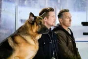 L-R: Rex (DIESEL VOM BURGIMWALD), Charlie (JOHN REARDON) and Winston (ELVIS STOJKO)