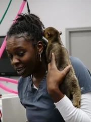 Honey climbs on Kyerra’s shoulders while waiting for her procedure.