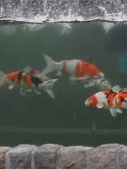 Amur carp that are kept for decorative purposes in outdoor ponds or water gardens.