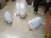 Bombadil the cat with two other cats while they eat.