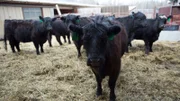 Wide shot of Russell Pinkelman's cows.