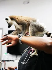 Gizmo the Lemur crawls on Dr. Ross’ arm