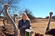 ARD/SWR DAS WAISENHAUS FÜR WILDE TIERE FOLGE 25, "Abenteuer Afrika", SWR Dokuserie mit 40 Folgen, deren Schauplatz die Tierrettungsstation "Harnas" am Rand der afrikanischen Kalahari-Wüste ist. Mais zur Fütterung - ein Leckerbissen für die Strauße!