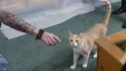 Cat in the home.