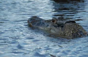 Ein Schwarzer Kaiman schwimmt im Fluss Essequibo.