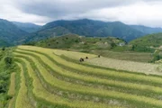 Vietnam ist eines der wichtigsten Reisanbauländer der Welt.