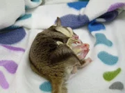 A Sugar Glider receives treatment.