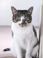 Gizmo the cat inside the house.