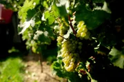 Reben aus den Weinbergen der Winzerfamilie Wagner aus dem rheinhessischen Essenheim.