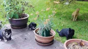 Cats in the yard.