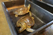 Rehabilitated turtles in a transport bin.